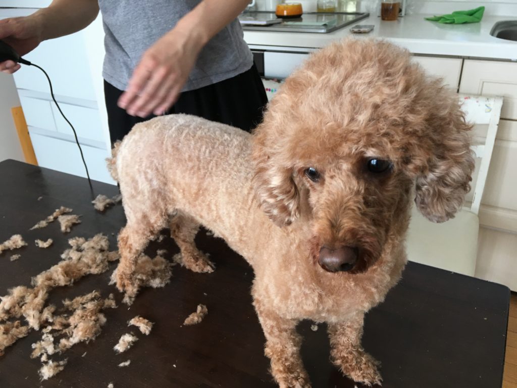 トイプードルのトリミング カット の料金 頻度 時間は いつからやるのが適切 プードル大好きサイト